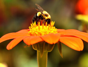 Une abeille en train de butiner une fleur